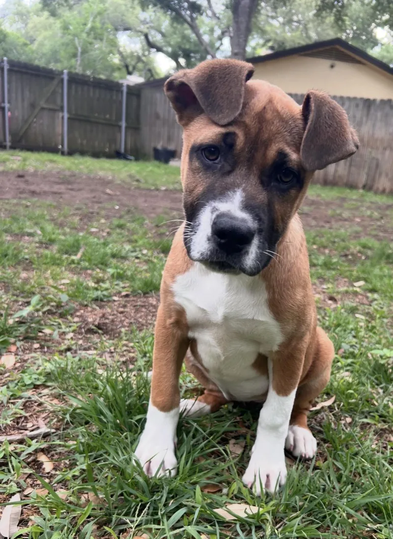 A young medium-sized female Tricolor (Brown, Black, & White) Boxer dog named Reese for adoption in Austin, TX