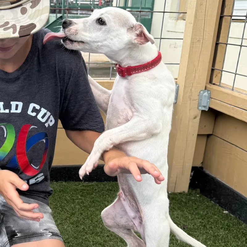 A baby small-sized male White / Cream Jack Russell Terrier dog named Pickles for adoption in Houston, TX