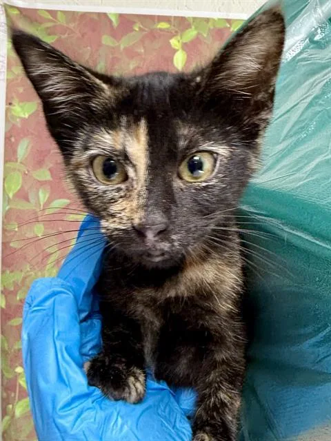 A baby small-sized female Domestic Short Hair cat named Noodles for adoption in San Antonio, TX