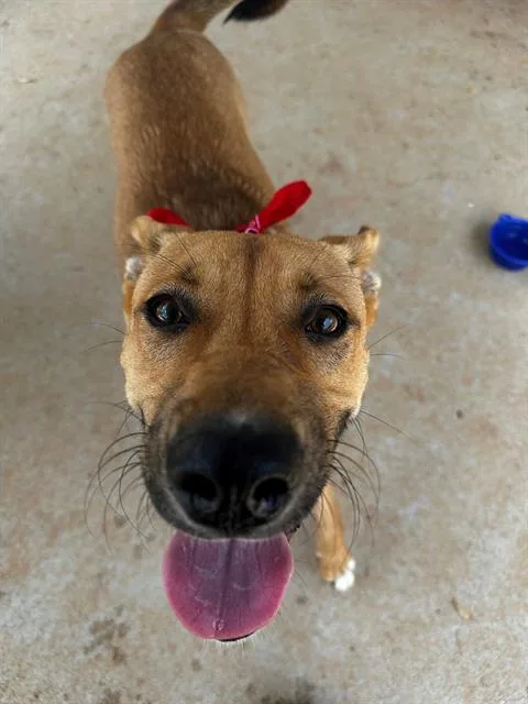 A young large-sized female Mixed Breed dog named Brielle for adoption in Charlotte, NC