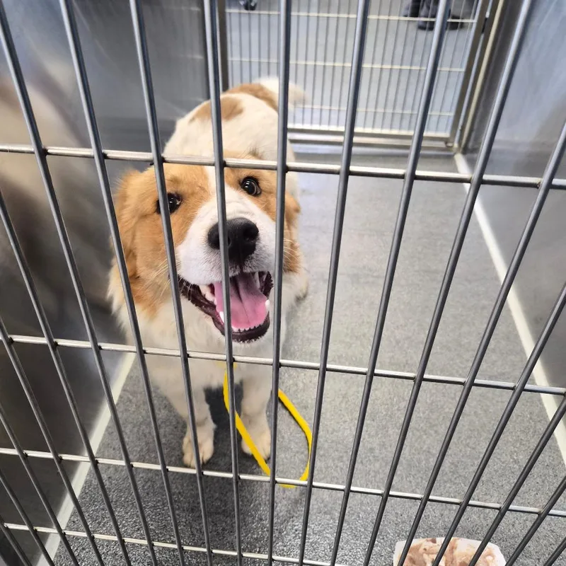 A young medium-sized male Red / Chestnut / Orange Collie dog named Handsome for adoption in Montgomery, AL
