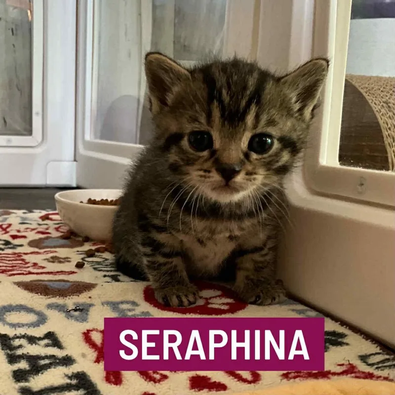 Seraphina thumbnail 2