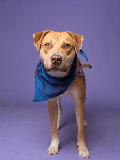 An adult large-sized male Mixed Breed dog named Franz for adoption in Atlanta, GA