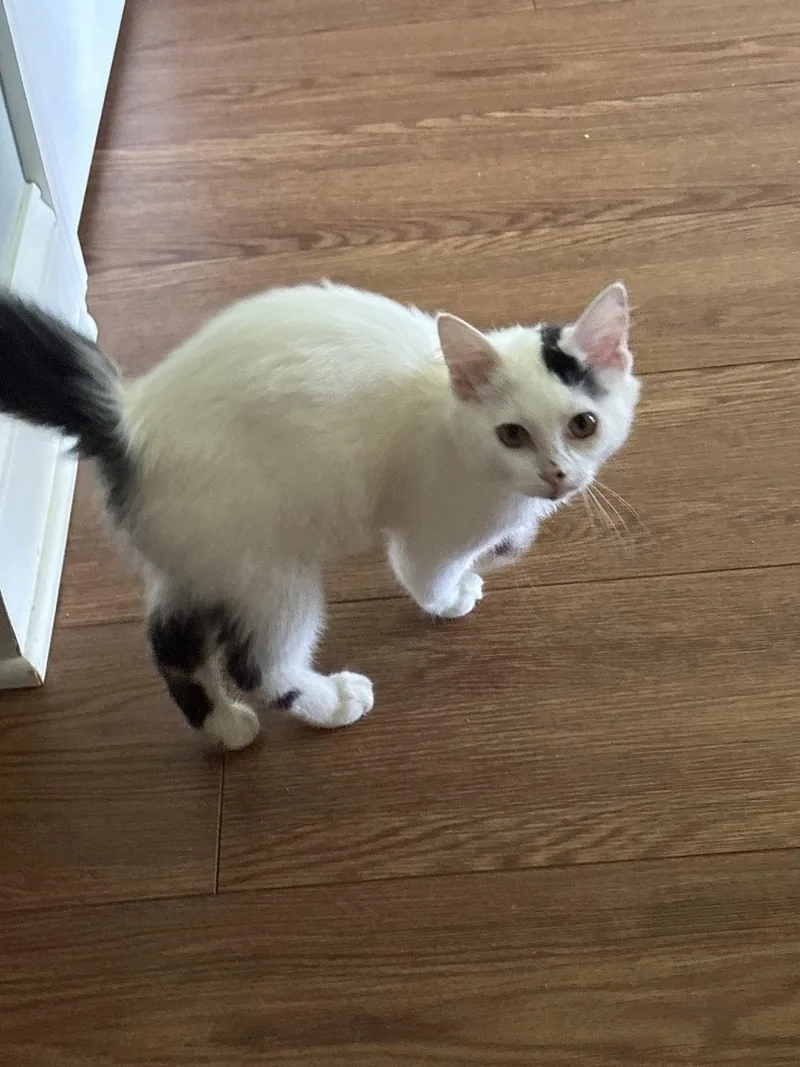 A baby medium-sized female Domestic Short Hair cat named Marshmallow for adoption in White Bluff, TN