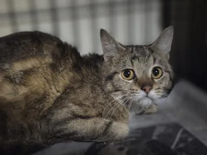 A young medium-sized male Domestic Short Hair cat named Malachite for adoption in Westland, MI