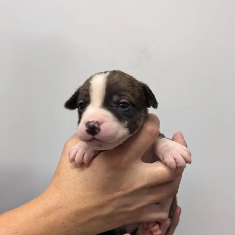 A baby small-sized male White / Cream Pit Bull Terrier dog named Linus for adoption in Fulton, MO