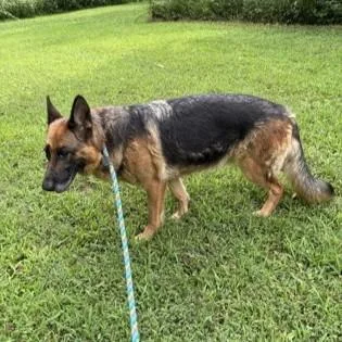 An adult large-sized female Black German Shepherd Dog dog named Sascha for adoption in Phoenixville, PA