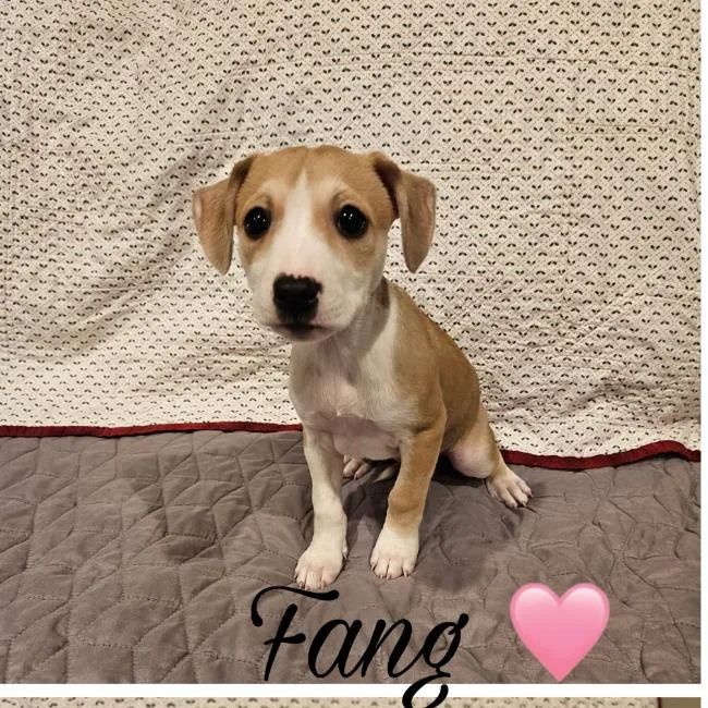 A baby small-sized female Yellow / Tan / Blond / Fawn Mixed Breed dog named Fang for adoption in Rockville, MD