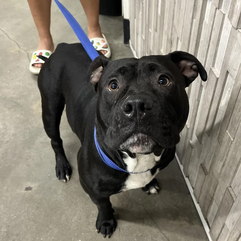 A baby medium-sized male Black Terrier dog named Skai for adoption in Tampa, FL