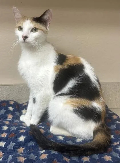 An adult small-sized female Domestic Short Hair cat named Doja Cat for adoption in Phoenix, AZ
