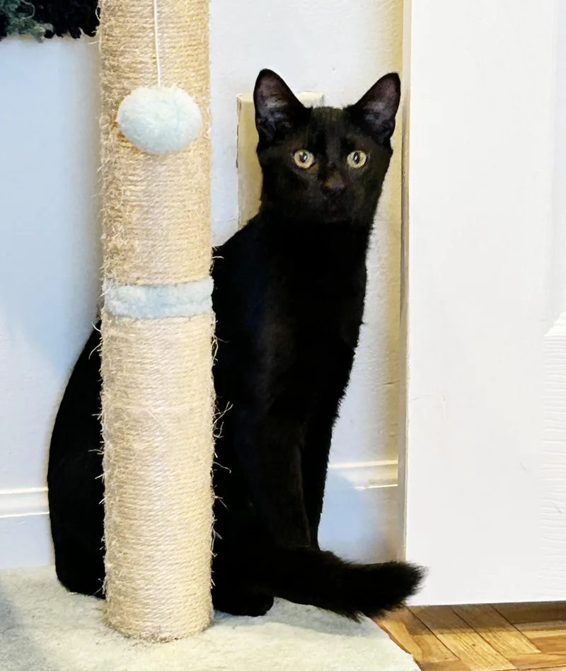 A baby small-sized male Bombay cat named Pepper such a for adoption in Bedford Hills, NY