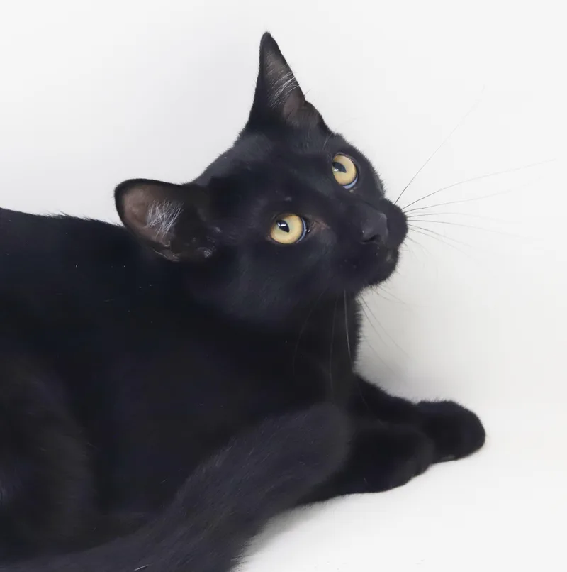 Pepper  such a thumbnail 4