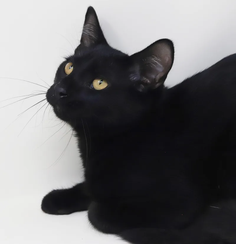 Pepper  such a thumbnail 5