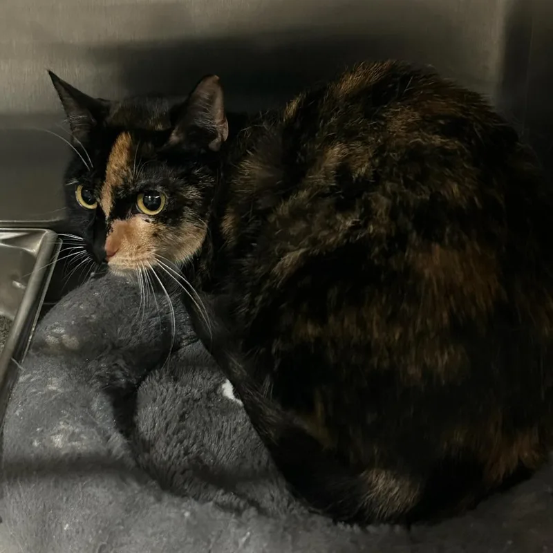 An adult small-sized female Black Domestic Short Hair cat named ACONStray for adoption in Carlyle, IL