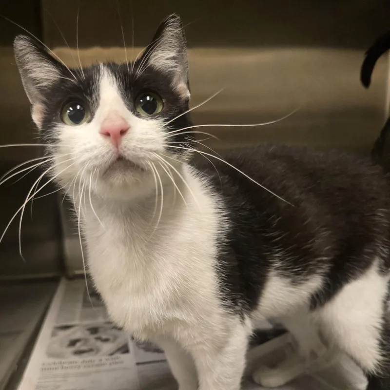 An adult small-sized female Domestic Short Hair cat named Petra for adoption in Cicero, IL