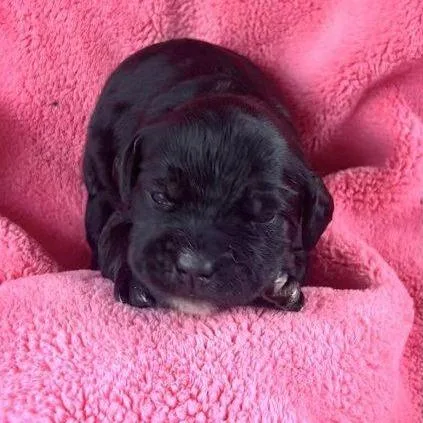Bibi Pup