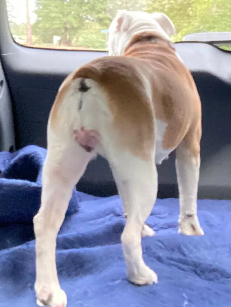 A senior medium-sized female English Bulldog dog named Lulu for adoption in Farmersville, TX