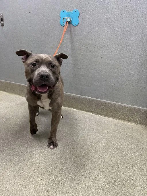 An adult large-sized male Pit Bull Terrier dog named Chris for adoption in Las Vegas, NV