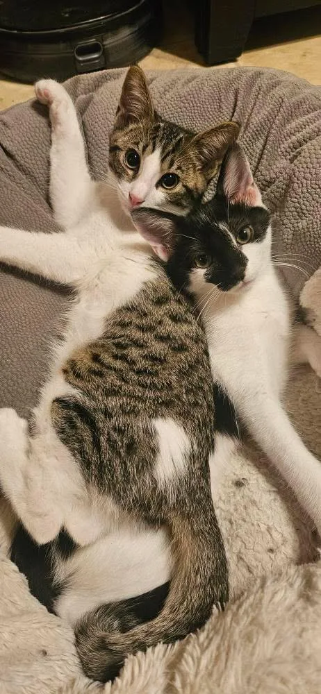 Morticia thumbnail 2