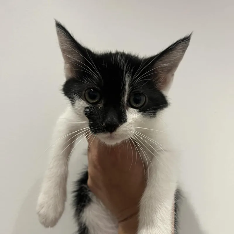 Morticia thumbnail 3