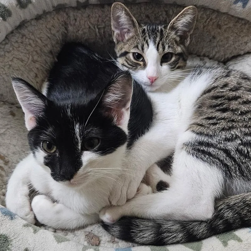 Morticia thumbnail 4