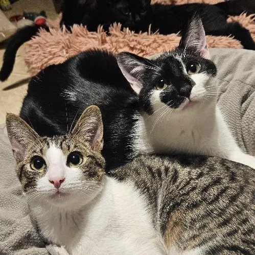 Morticia thumbnail 5