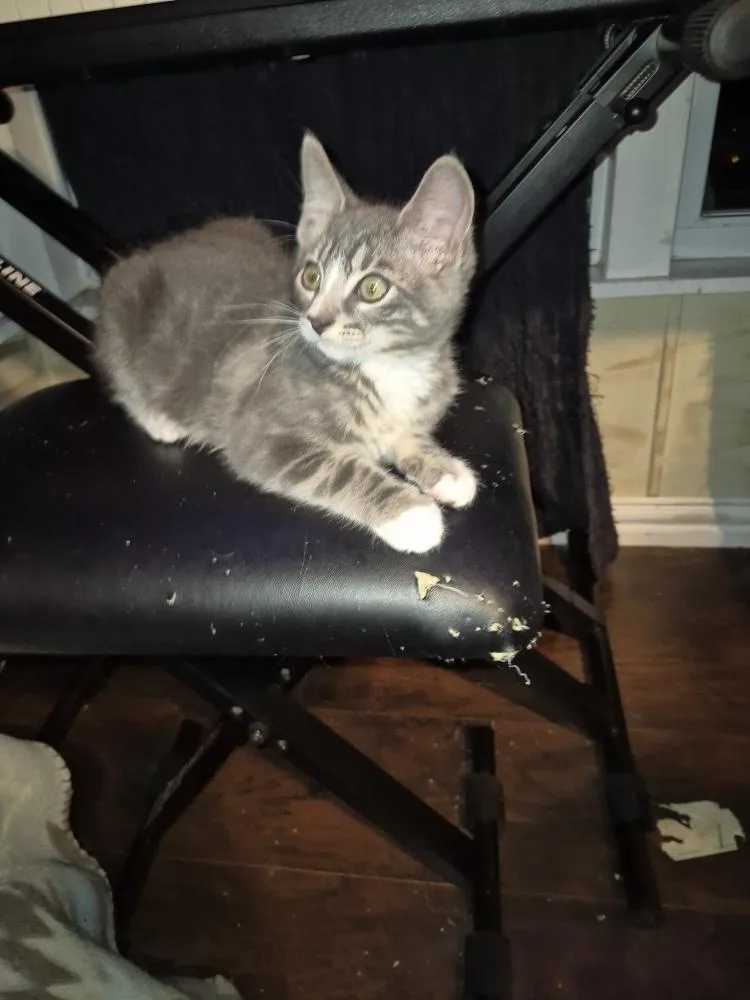 A baby small-sized male Domestic Short Hair cat named Asteroid for adoption in Dallas, TX