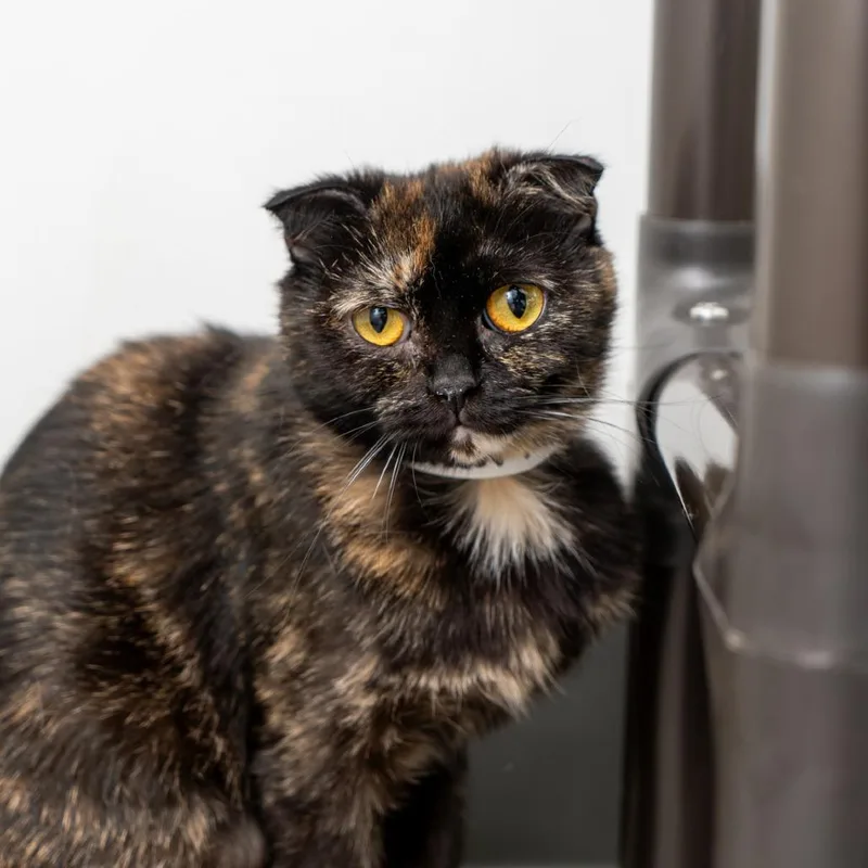 A young small-sized female Tortoiseshell British Shorthair cat named Ottilie for adoption in New York, NY