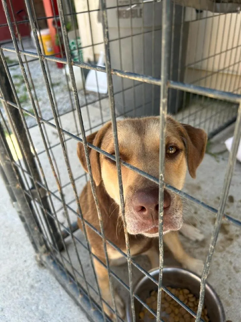 An adult medium-sized female Mixed Breed dog named Cinnamon for adoption in Greencastle, IN