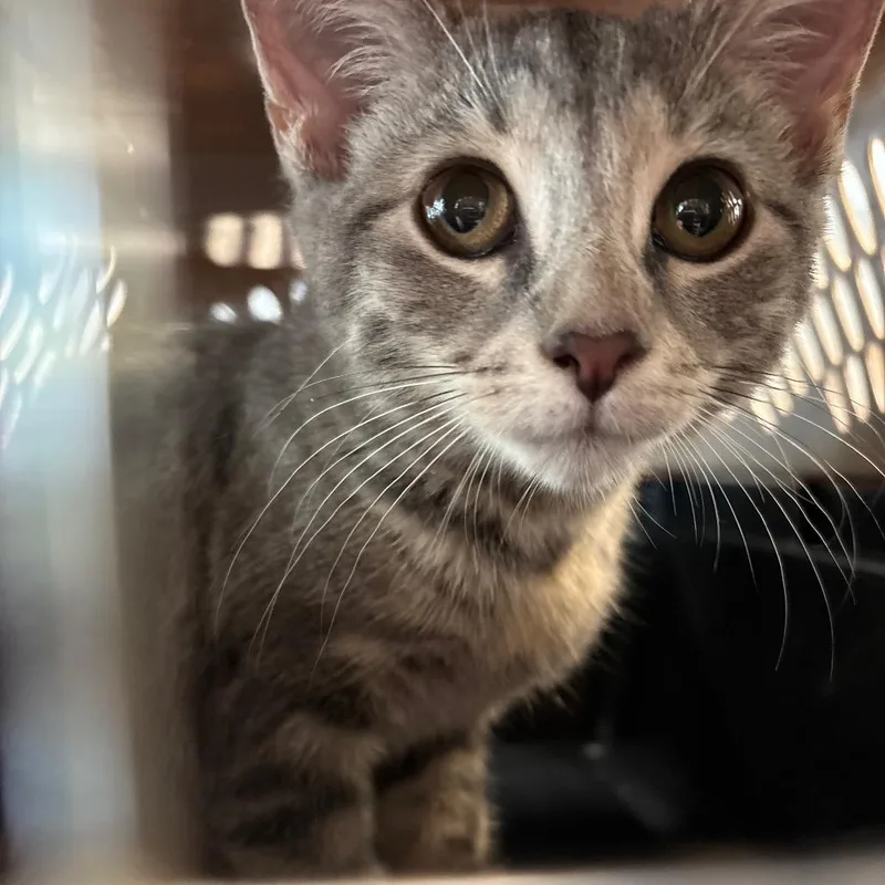 Opie