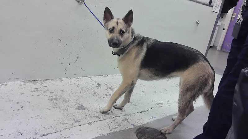An adult large-sized female German Shepherd Dog dog named Julie for adoption in Houston, TX