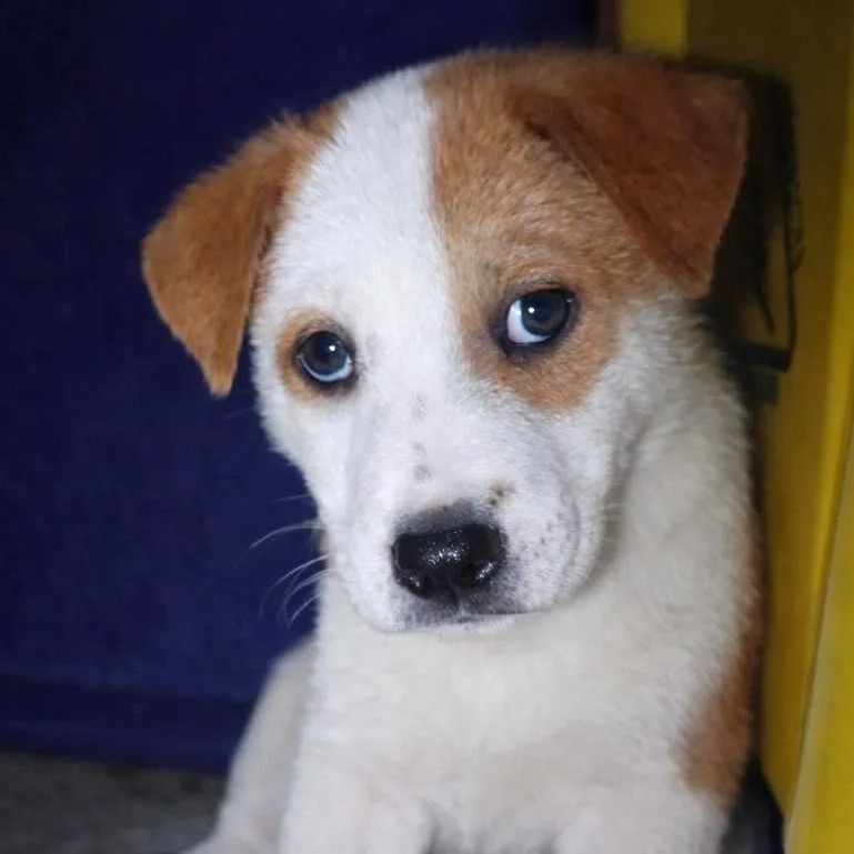 A baby medium-sized male Labrador Retriever dog named Fuoco for adoption in PLAINFIELD, CT