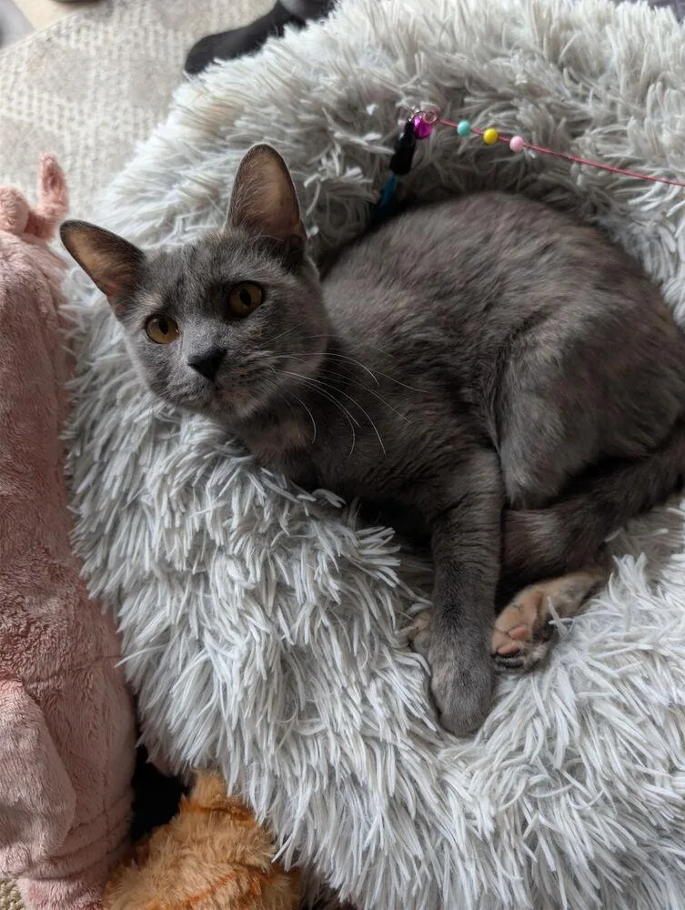 An adult medium-sized female Domestic Short Hair cat named Ashley for adoption in Dallas, TX