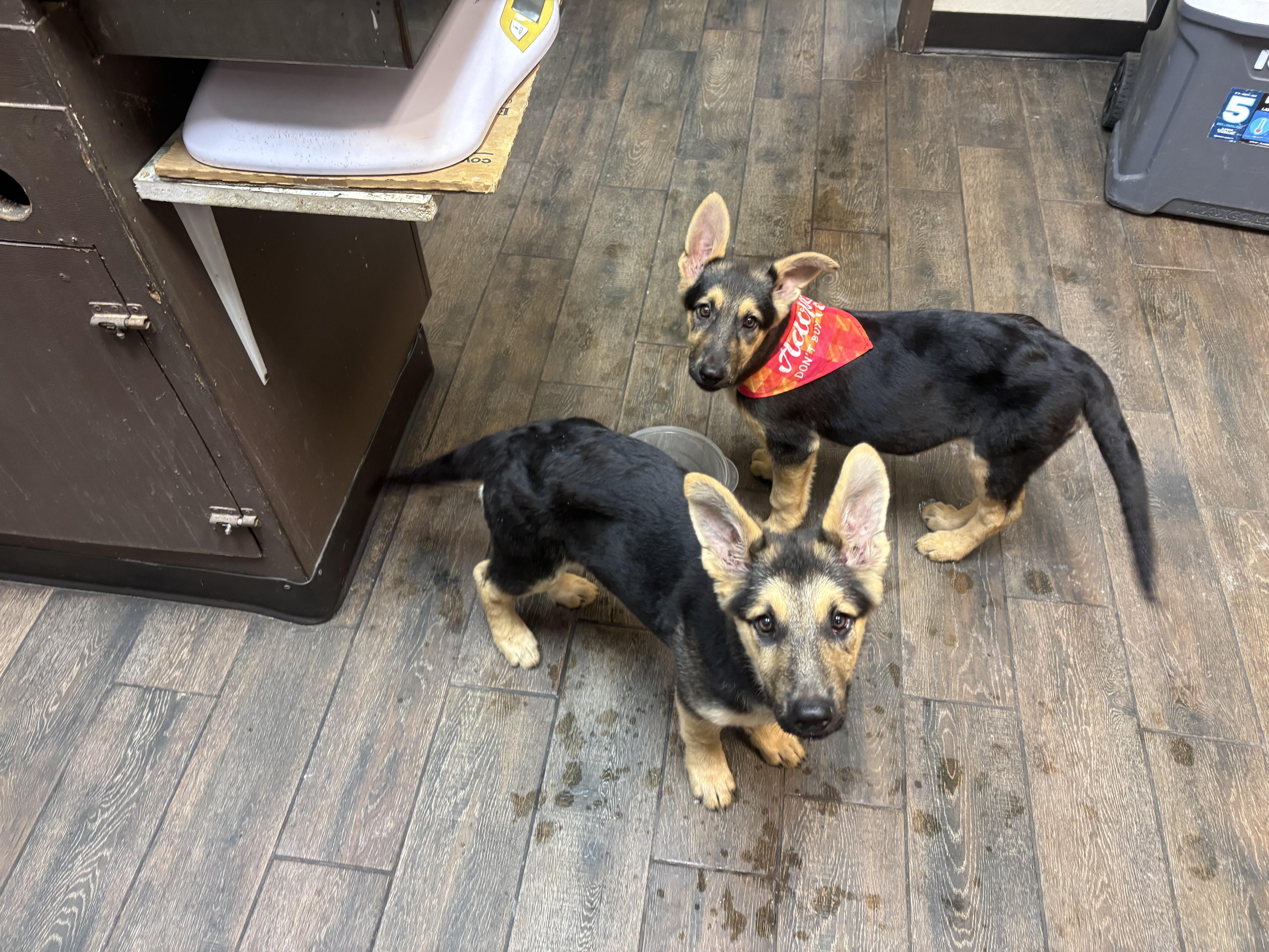 A baby medium-sized female German Shepherd Dog dog named Katy for adoption in Haslet, TX