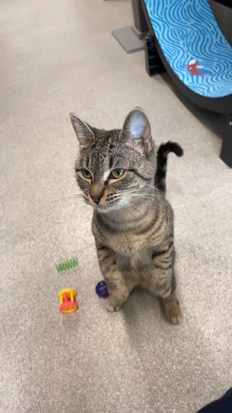 An adult medium-sized female Tabby (Brown / Chocolate) Domestic Short Hair cat named Coco Chanel for adoption in Hillsboro, MO