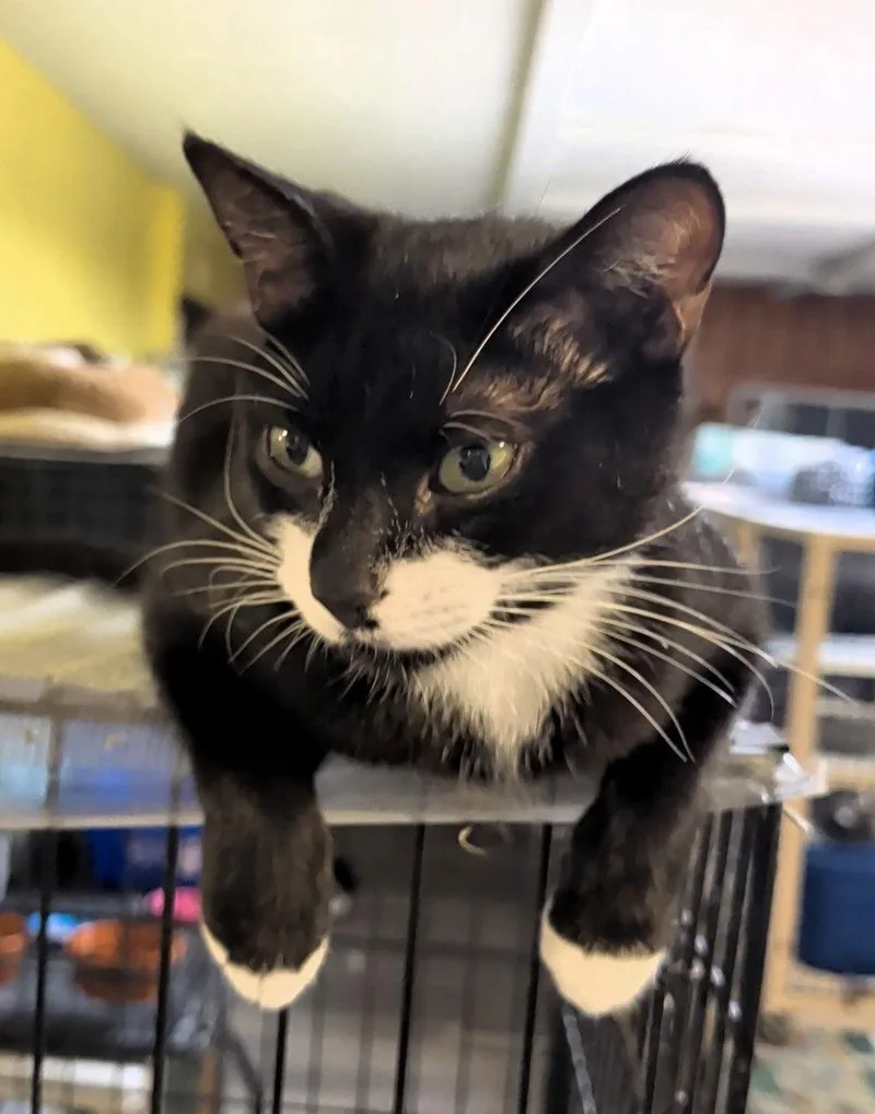 An adult medium-sized male Black & White / Tuxedo Domestic Short Hair cat named Tipsy for adoption in Pompano Beach, FL
