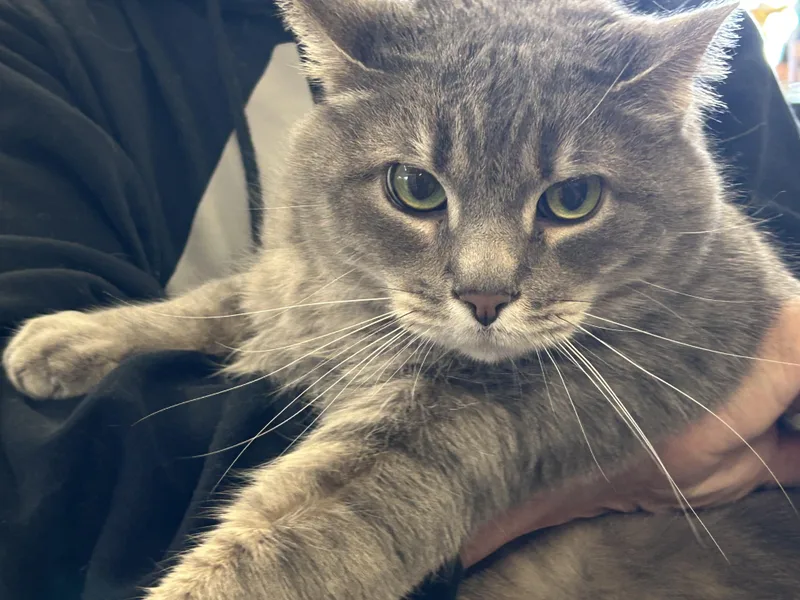 An adult extra large-sized male Gray & White Domestic Short Hair cat named Ty & Luna for adoption in Great Mills, MD