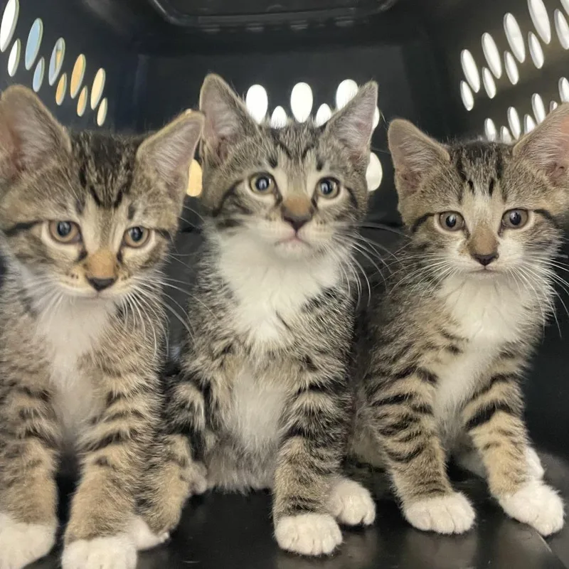 A baby small-sized male Brown / Chocolate Domestic Short Hair cat named McNugget for adoption in Philadelphia, PA