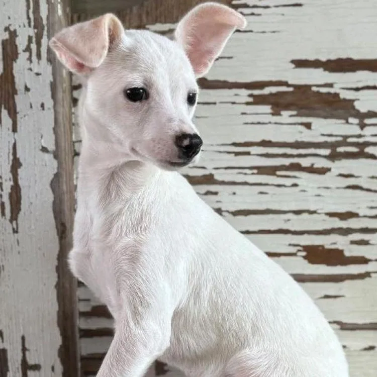 A young small-sized male White / Cream Chihuahua dog named Cole for adoption in Carrollton, TX