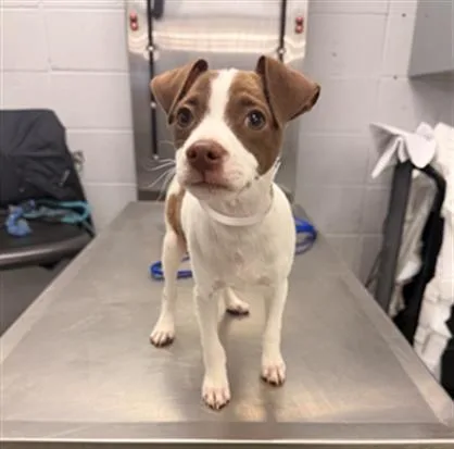 A baby small-sized female Chihuahua dog named Scholar for adoption in Houston, TX