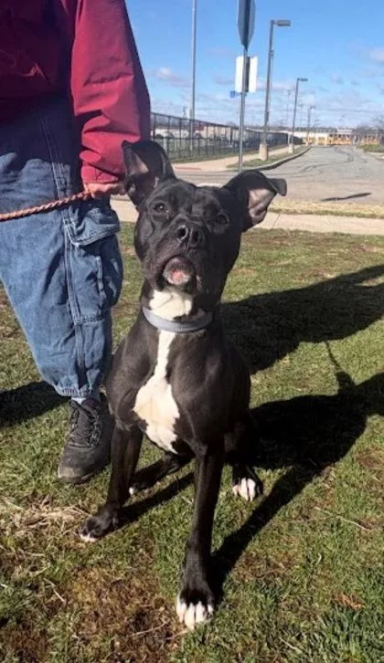 A young medium-sized male Pit Bull Terrier dog named Lou for adoption in Bridgewater, NJ