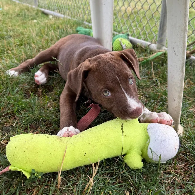 A baby small-sized male Brown / Chocolate Pit Bull Terrier dog named Jake for adoption in Columbia Station, OH