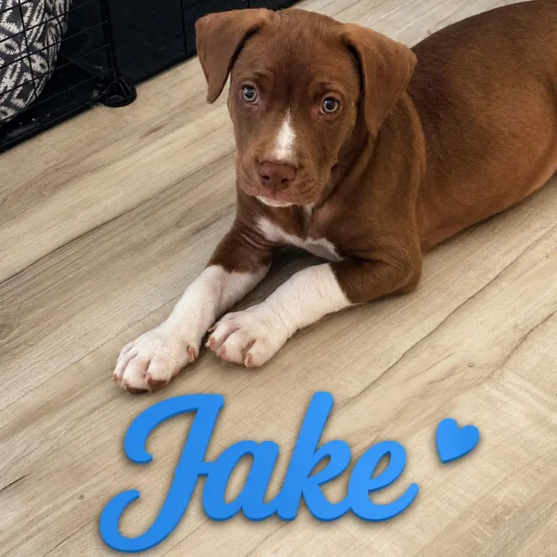 Jake thumbnail 2
