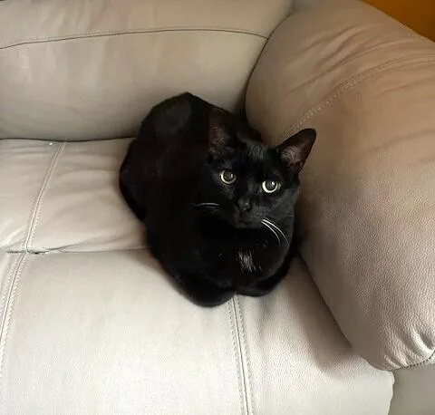 A senior medium-sized female Domestic Short Hair cat named Catherine O'hara for adoption in Elmsford, NY