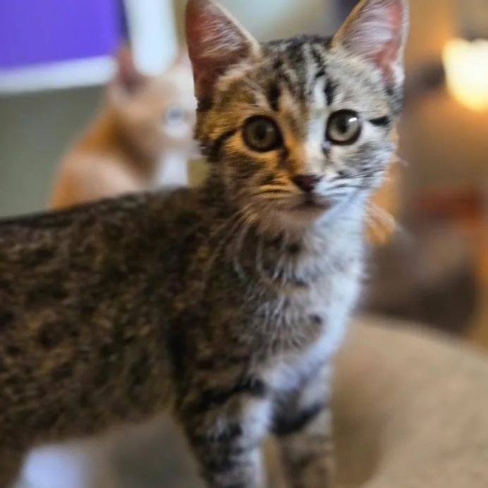 A baby small-sized female Brown / Chocolate Domestic Short Hair cat named June for adoption in Grand Rapids, MN