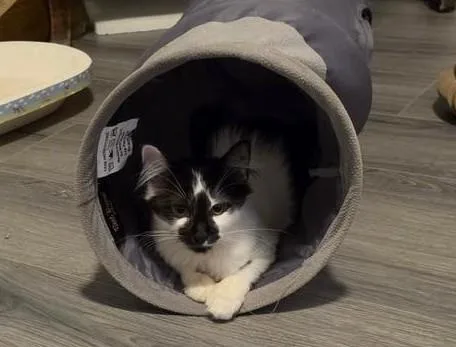 A baby medium-sized female White Domestic Short Hair cat named Heidi for adoption in Lambertville, NJ