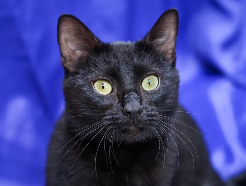 A young medium-sized male Black Domestic Short Hair cat named Oaky for adoption in Chattanooga, TN