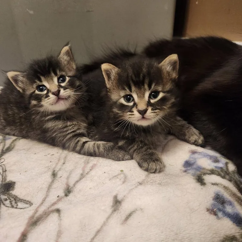A baby small-sized male Black Domestic Short Hair cat named Cappuccino for adoption in Grand Rapids, MI