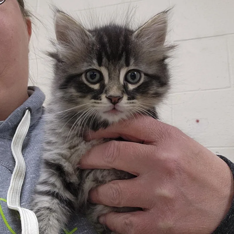 Cappuccino thumbnail 2