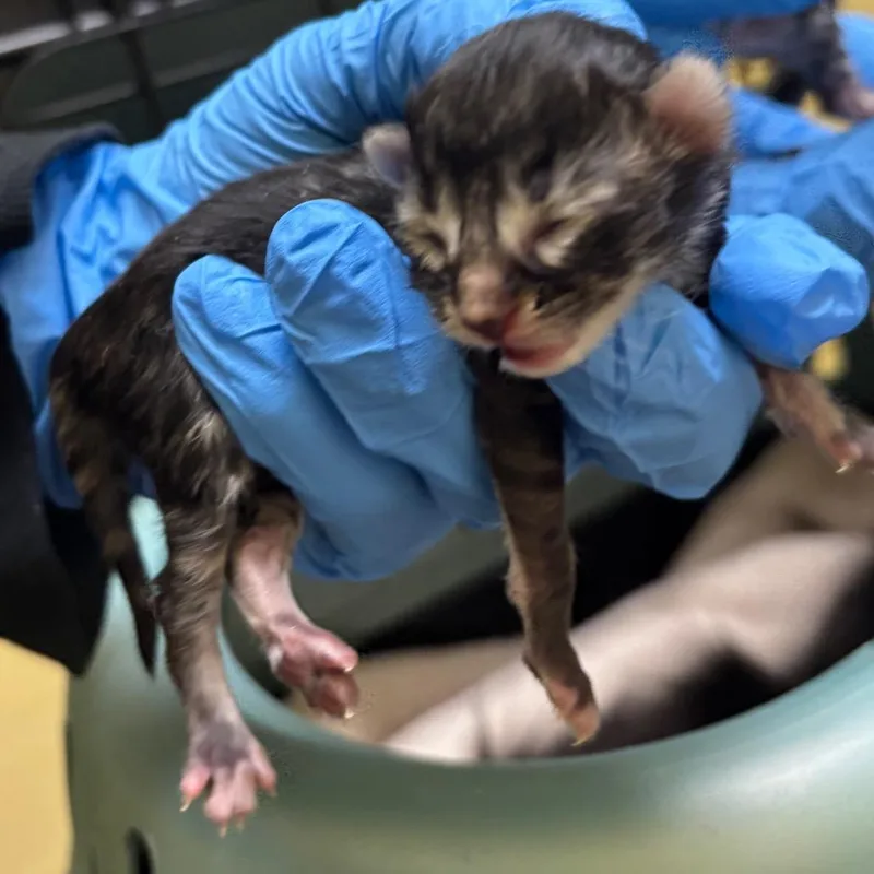 Cappuccino thumbnail 3